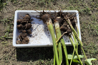 ズボラ百姓日記10月25日