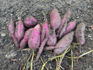 ズボラ百姓日記10月27日