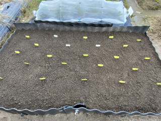 ズボラ百姓日記11月4日