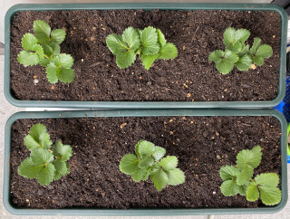 ズボラ百姓日記11月6日