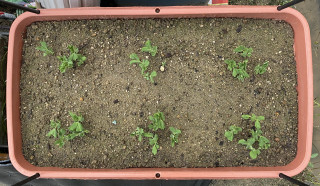 ズボラ百姓日記11月9日