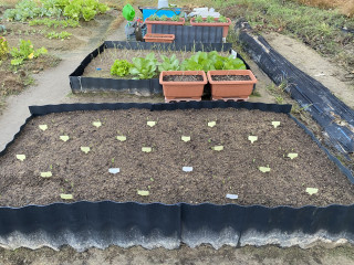 ズボラ百姓日記11月17日