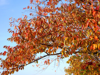 近所をぶらり散歩してきました。　暇～人