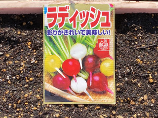 ズボラ百姓日記11月19日