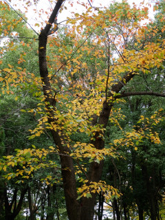 近所をぶらり散歩してきました。　暇～人