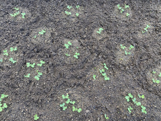 ズボラ百姓日記11月21日