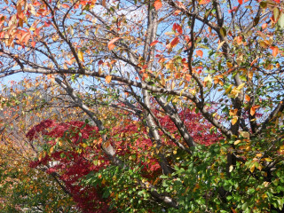 近所をぶらり散歩してきました。　暇～人