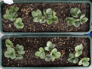 ズボラ百姓日記11月22日