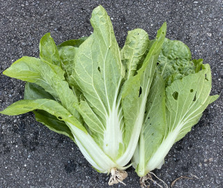 ズボラ百姓日記11月24日&健康検診