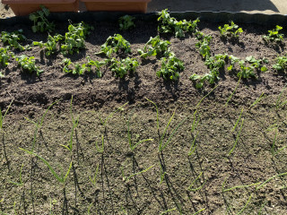 ズボラ百姓日記11月30日