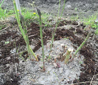 ズボラ百姓日記12月7日