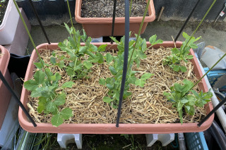 ズボラ百姓日記12月11日