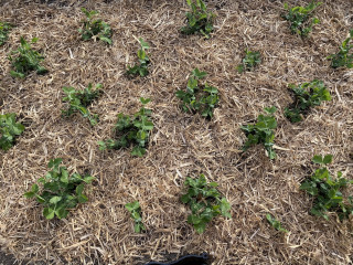 ズボラ百姓日記12月20日