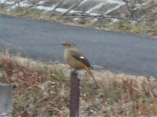 竜田川　野鳥観察