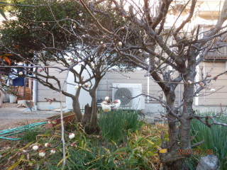 竜田川　寒中散策