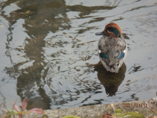 竜田川　朝の散策