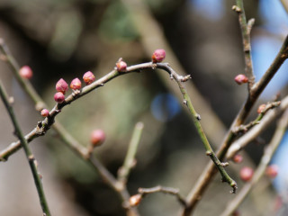 メジロが遊びにきていました　暇～人