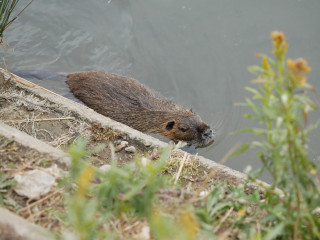 ヌートリアが出て来くれました　暇～人