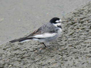 近所をぶらり散歩してきました。　暇～人