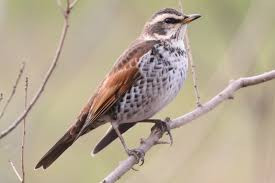 冬鳥（渡り鳥）ツグミ