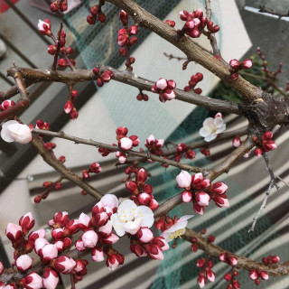 梅一輪　一輪ほどの　暖かさ