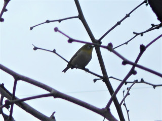 雨の竜田川散策　　メジロの由来