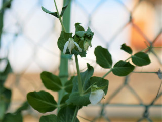 近所をぶらり散歩してきました。　暇～人