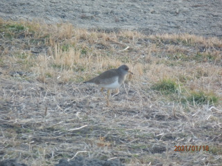 シロハラとケリ（冬鳥）