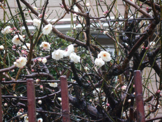 「梅の花」と「砂の器」