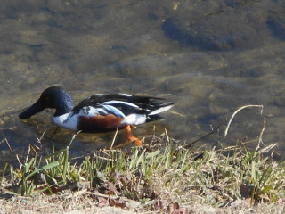 竜田川　ハシビロガモ
