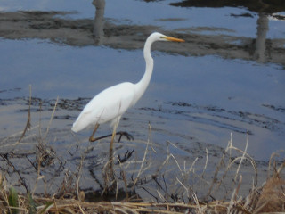 竜田川ぶらり歩き　その1
