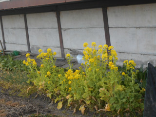 竜田川ぶらり歩き　その2