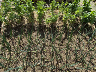 ズボラ百姓日記2月17日