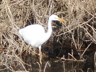 竜田川　カモ観察記