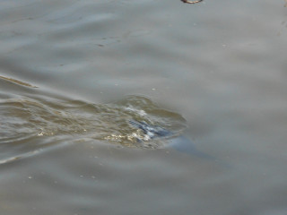 竜田川　カモ観察記　2/20