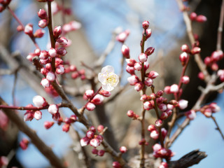 近所をぶらり散歩してきました。　暇～人