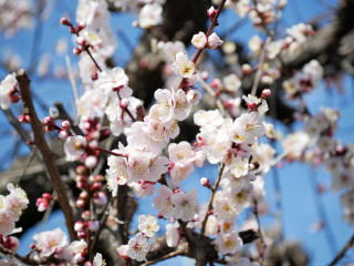 梅もぼちぼち満開かな‥　暇～人