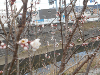 この花なーに　竜田川