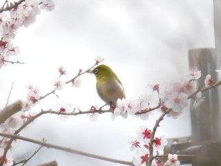 メジロが遊びに来ていました　暇～人