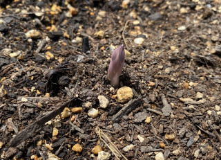 ズボラ百姓日記3月1日