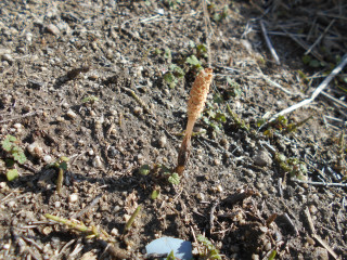 春を探しにブラブラ探索