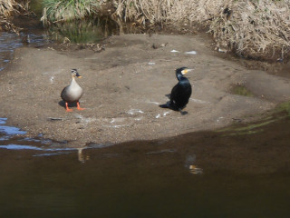 竜田川　さくら便り