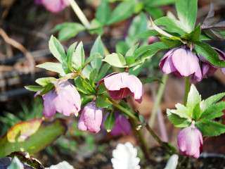 近所をぶらり散歩してきました。　暇～人