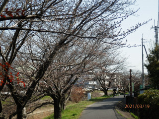 竜田川サクラ便り