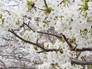 近所をぶらり散歩してきました。　暇～人