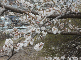 サクラ＆虎情報