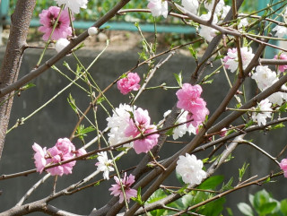 春だあ！　近所をぶらり散歩してきました　暇～人