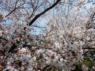 サクラ満開　ｂｙ竜田川