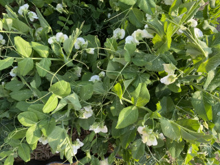 ズボラ百姓日記3月28日