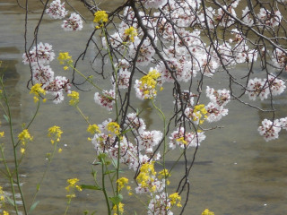 竜田川　散策　　サクラ・カモ・菜の花